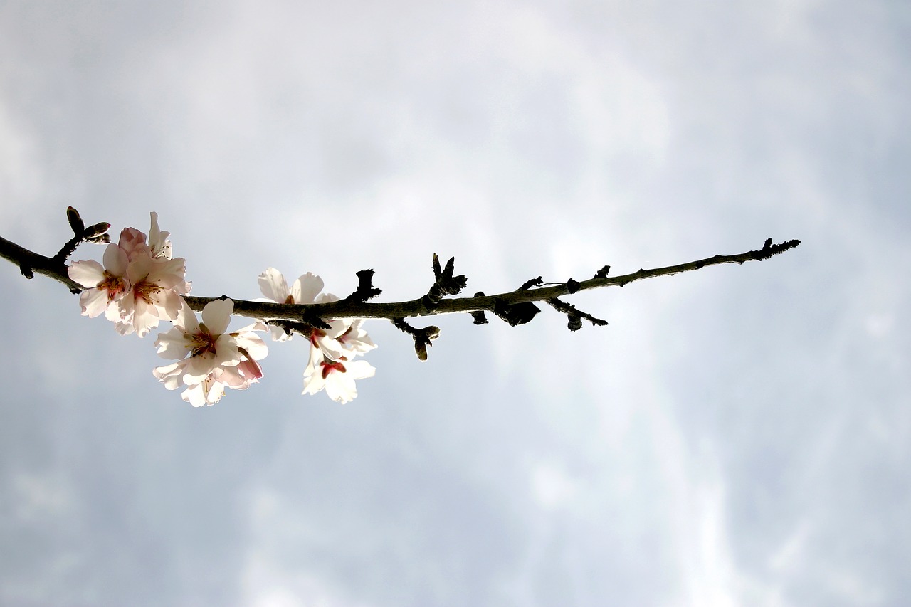 flowering  branch  flowers free photo