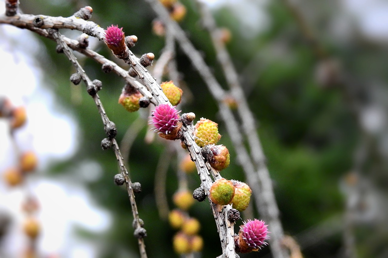 flowering  cones  coniferous free photo