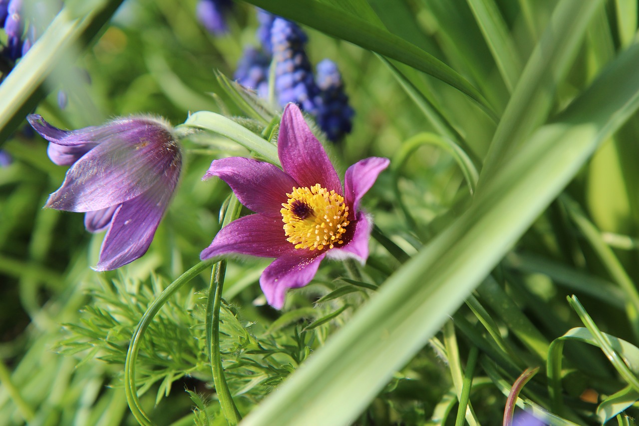 flowering  spring  flowers free photo