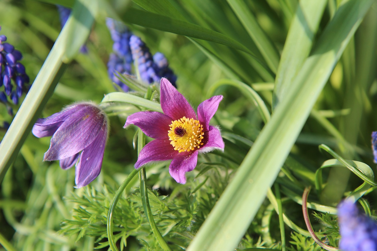 flowering  spring  flowers free photo