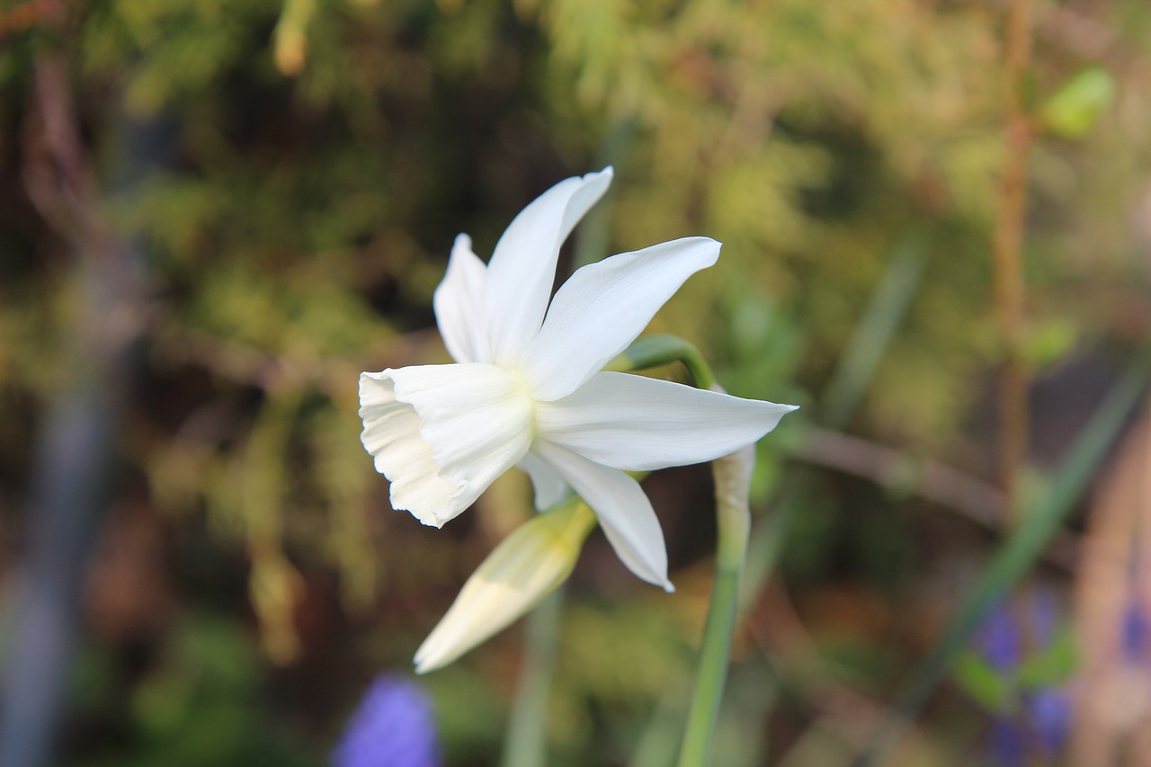 flowering  spring  nature free photo