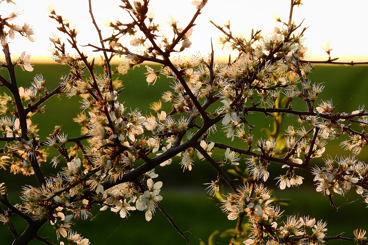 flowering  flowers  tree free photo