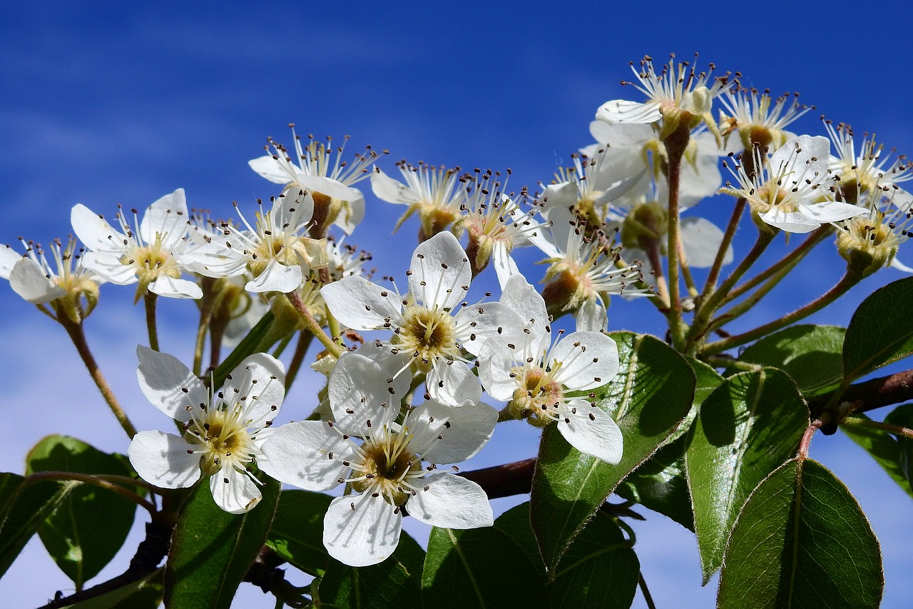 flowering  sky  spring free photo