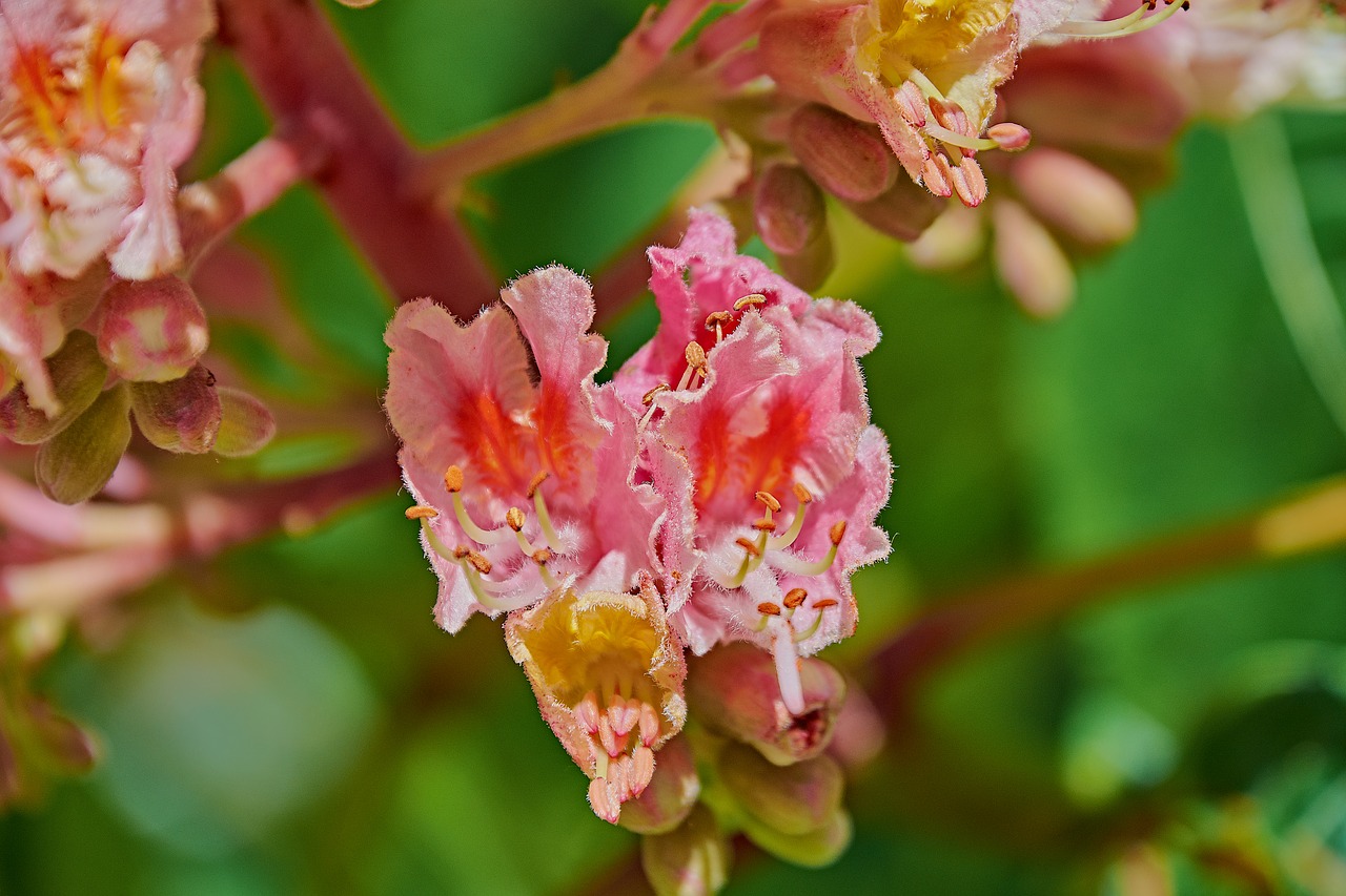 flowering  leaves  plant free photo