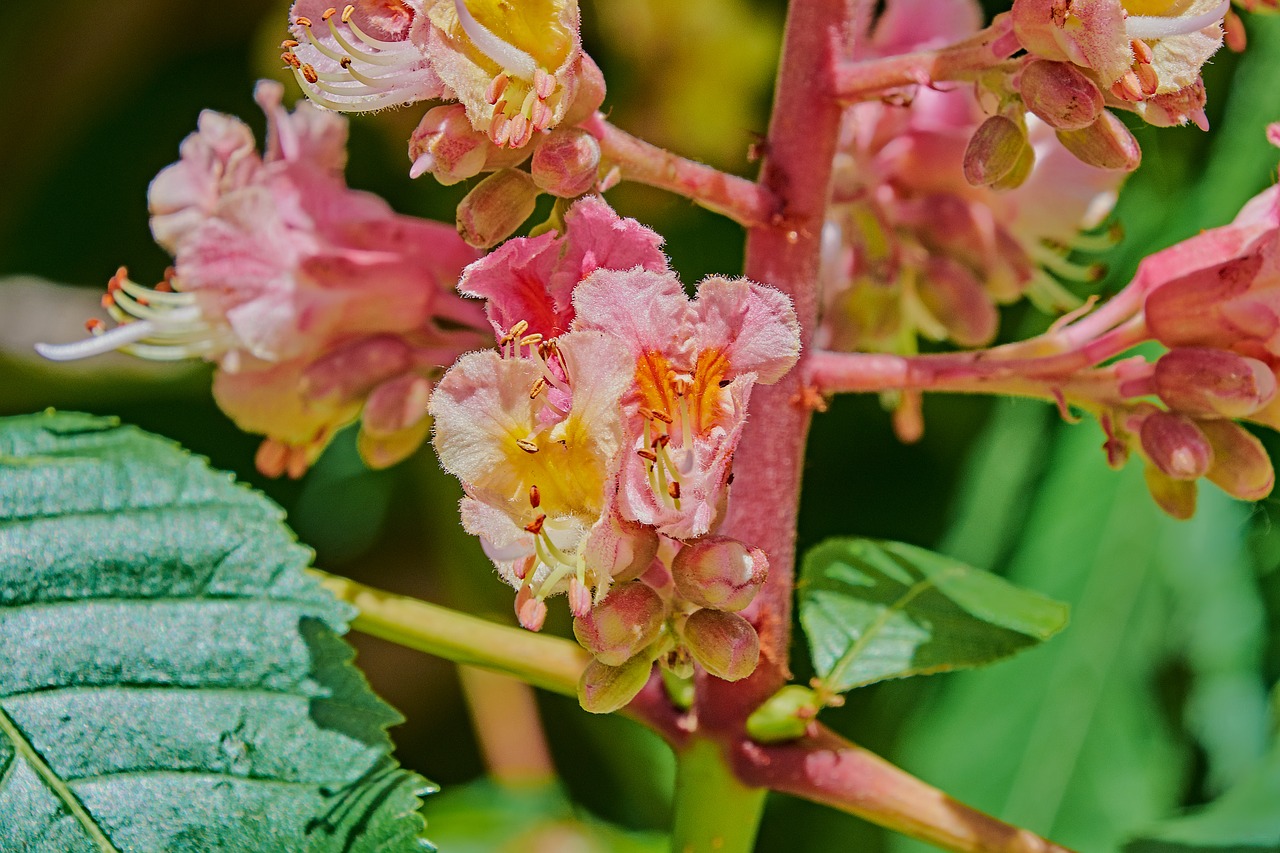 flowering  leaves  plant free photo