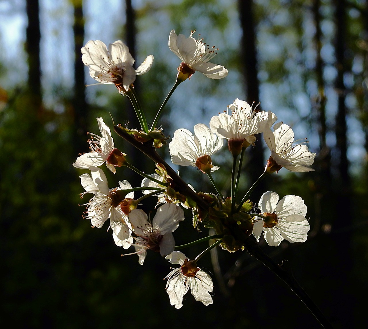 flowering  flowers  branch free photo