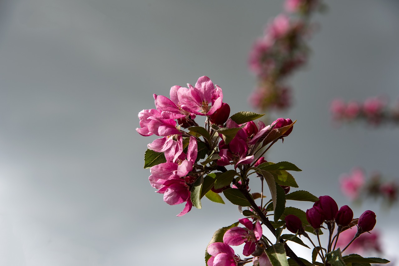 flowering  tree  pink free photo