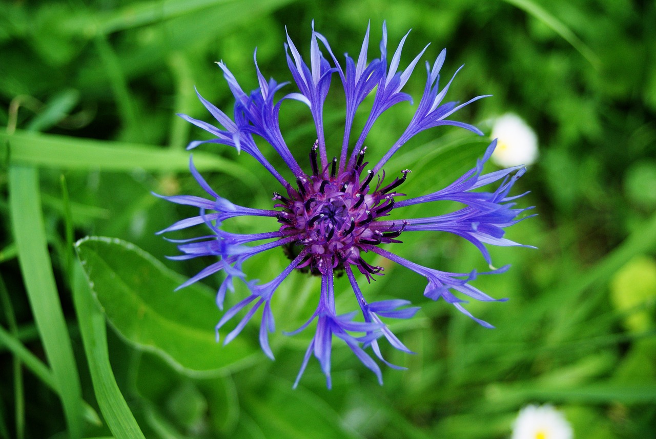 flowering petals flower free photo