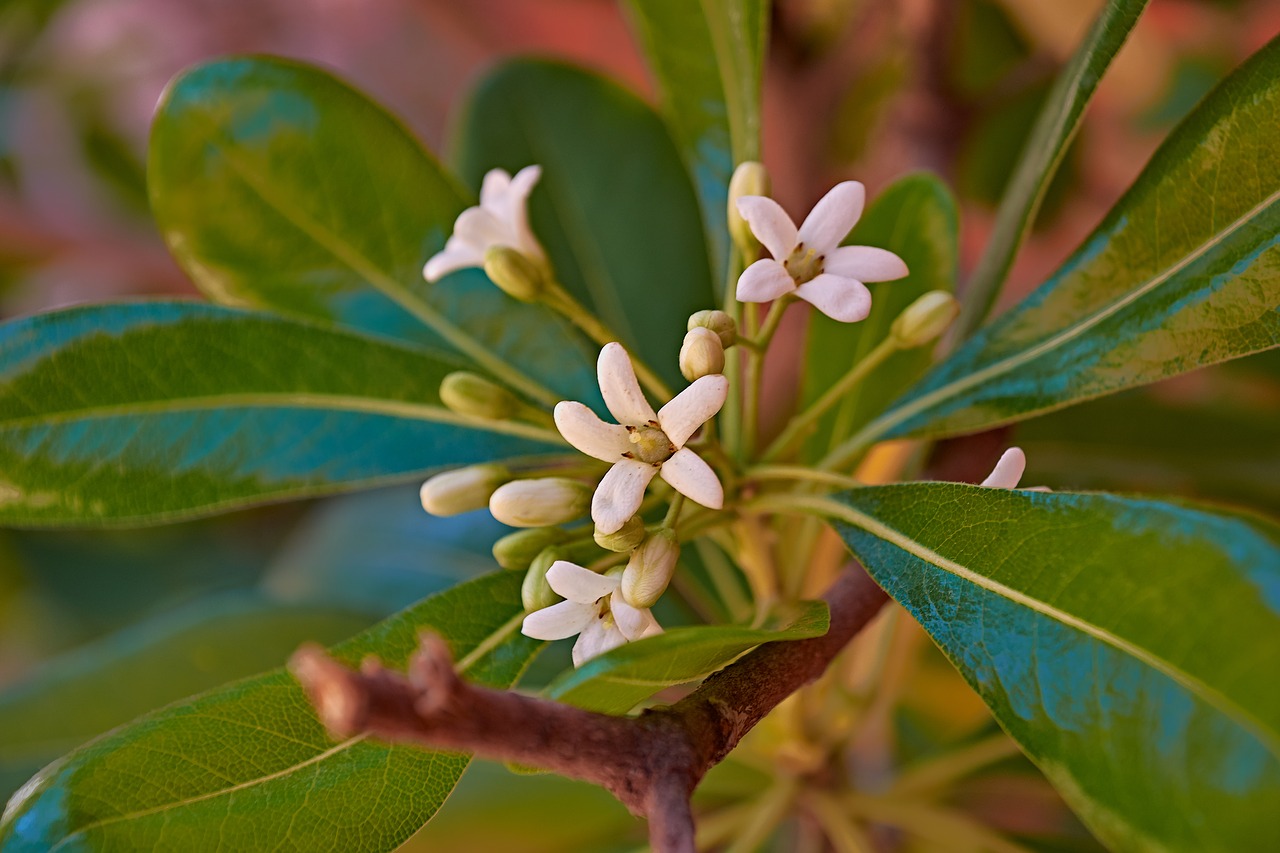 flowering  garden  plant free photo