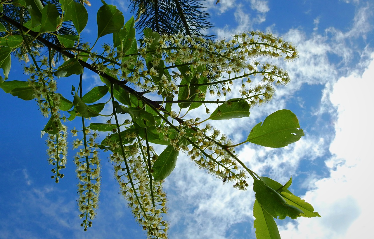 flowering  inflorescence  sprig free photo