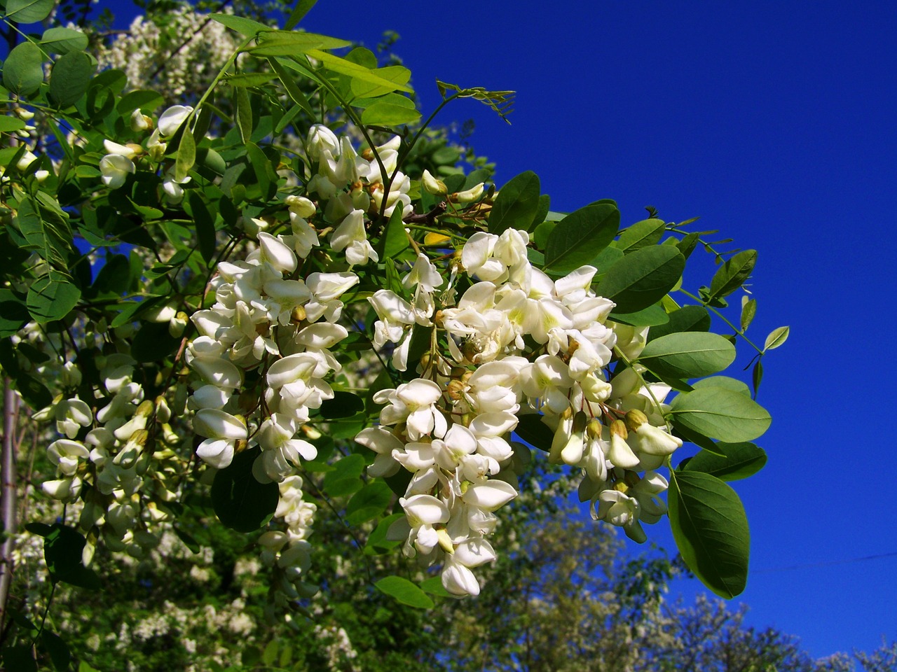 flowering acacia robinia pseudoacacia spring free photo