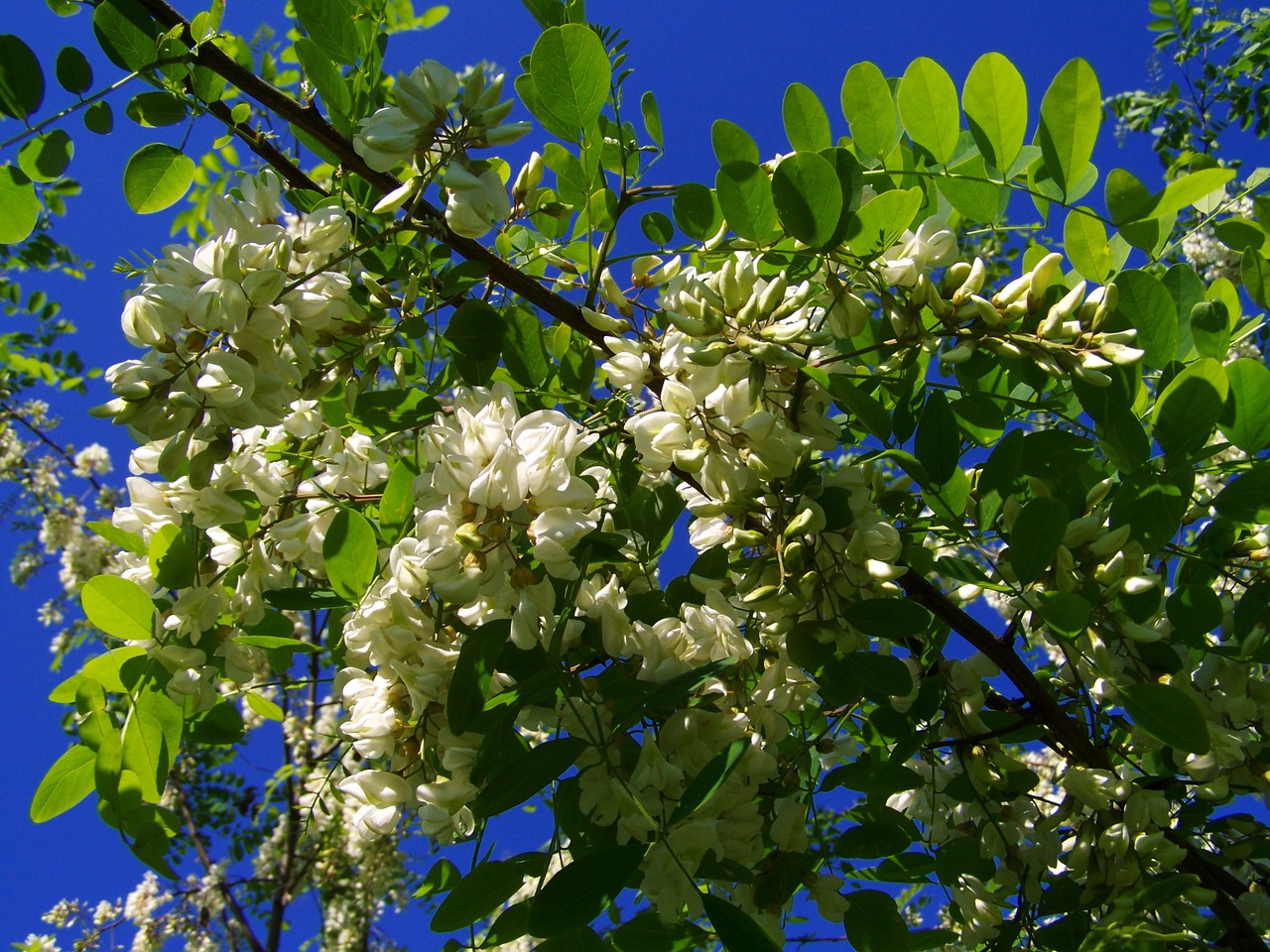 flowering acacia robinia pseudoacacia spring free photo