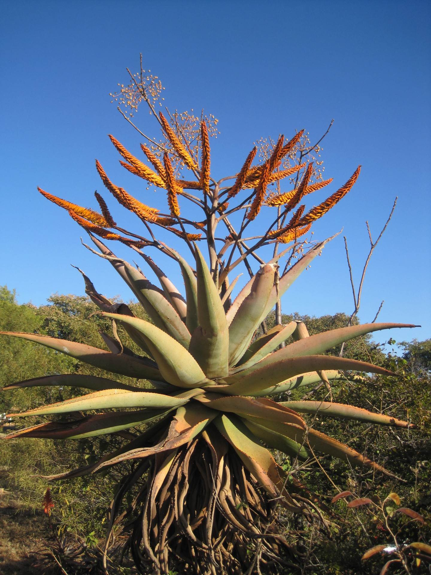 succulent plant aloe indigenous to africa free photo