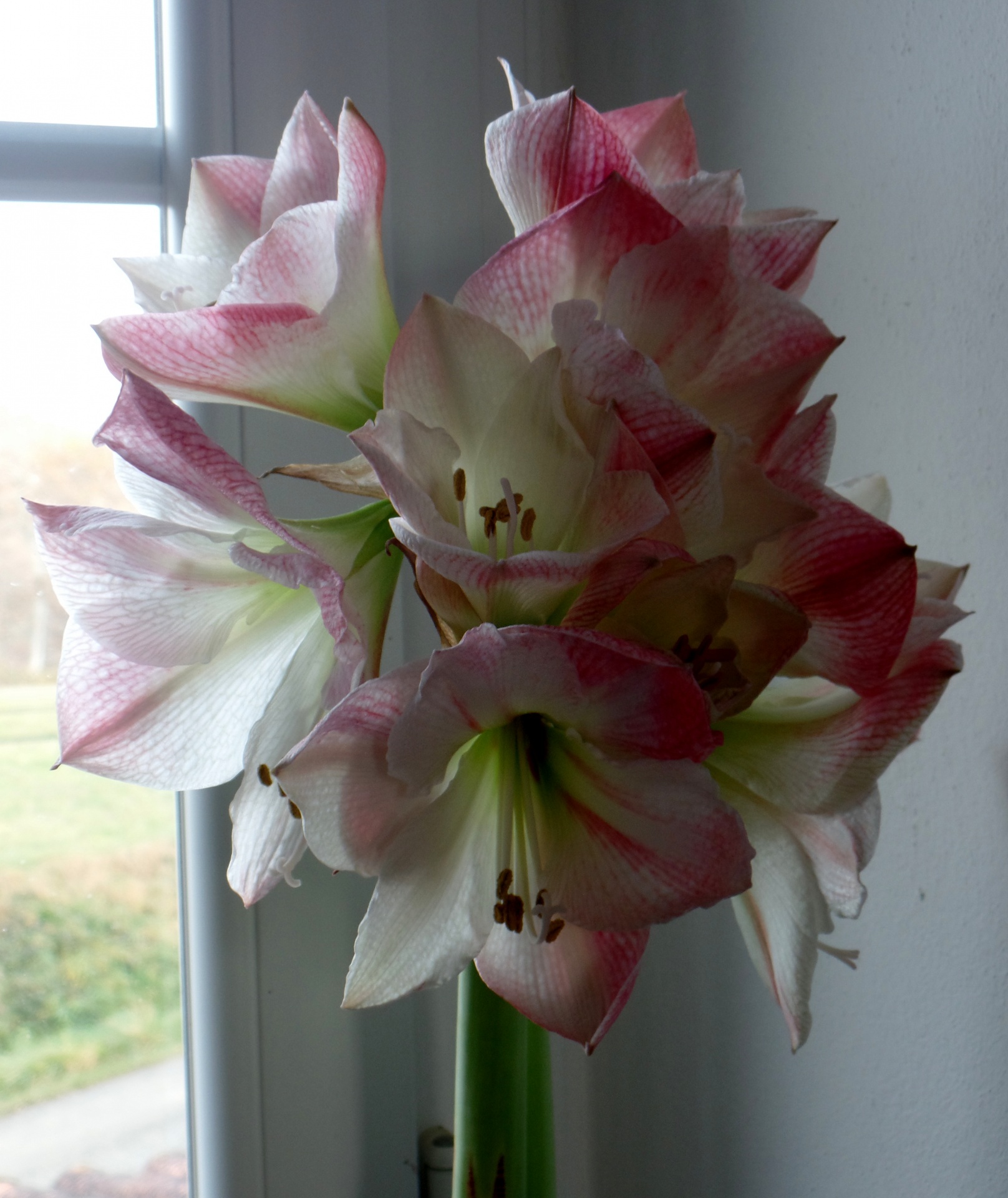 amaryllis large flowers white flower free photo