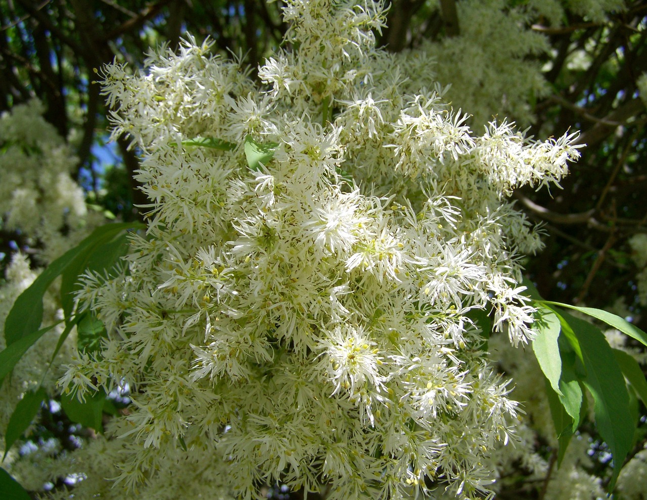 flowering ash white flower spring free photo