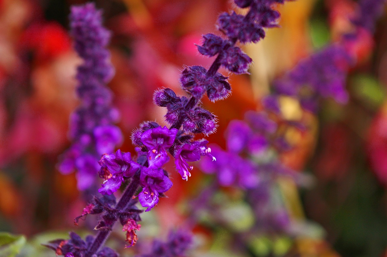 flowering basil basil herbs free photo