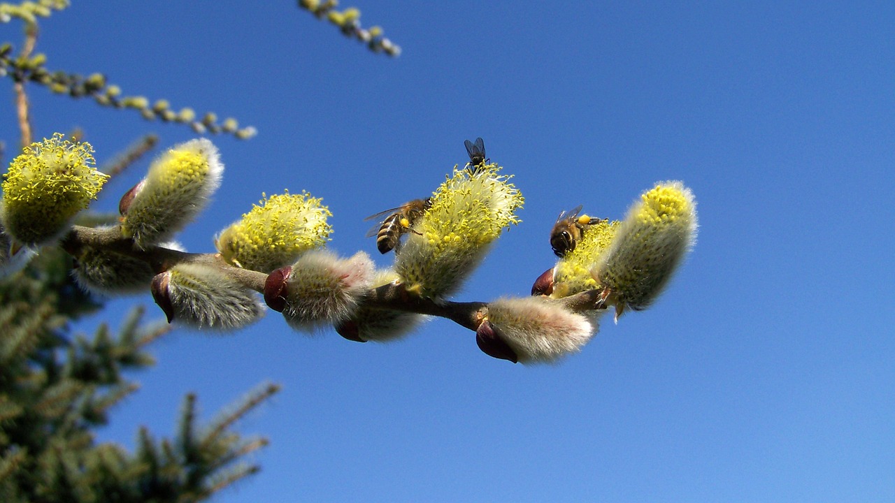 flowering branch of barka bees insects free photo
