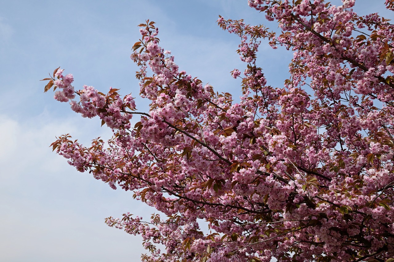 flowering branches pink flowers flower tree free photo