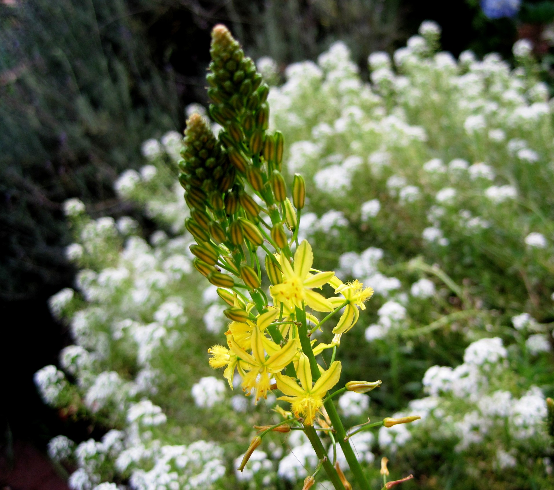 flower yellow herb free photo