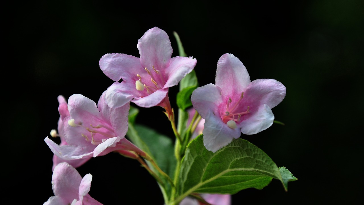 flowering bush pink summer free photo