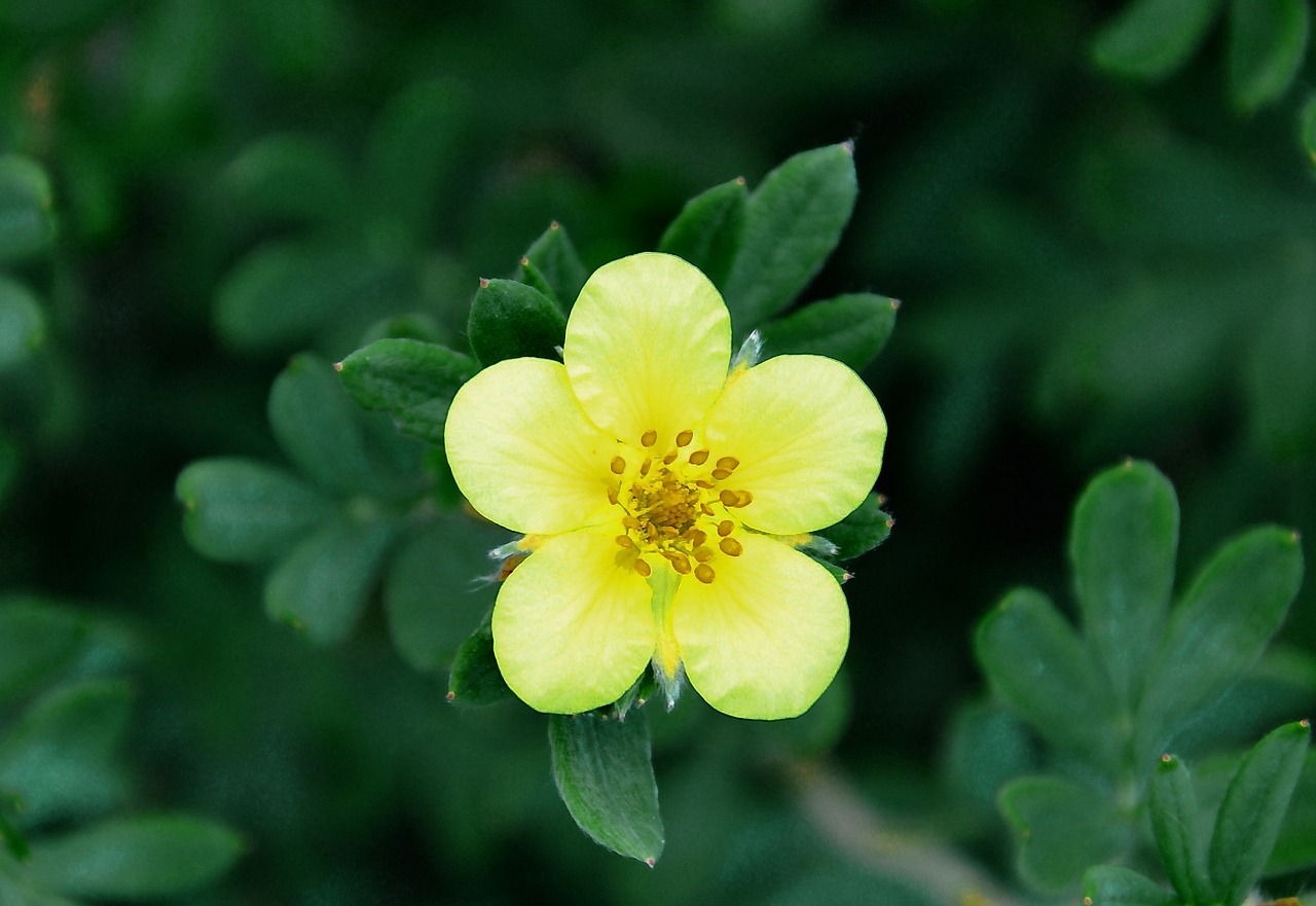 flowering bush meadow flower yellow flower free photo