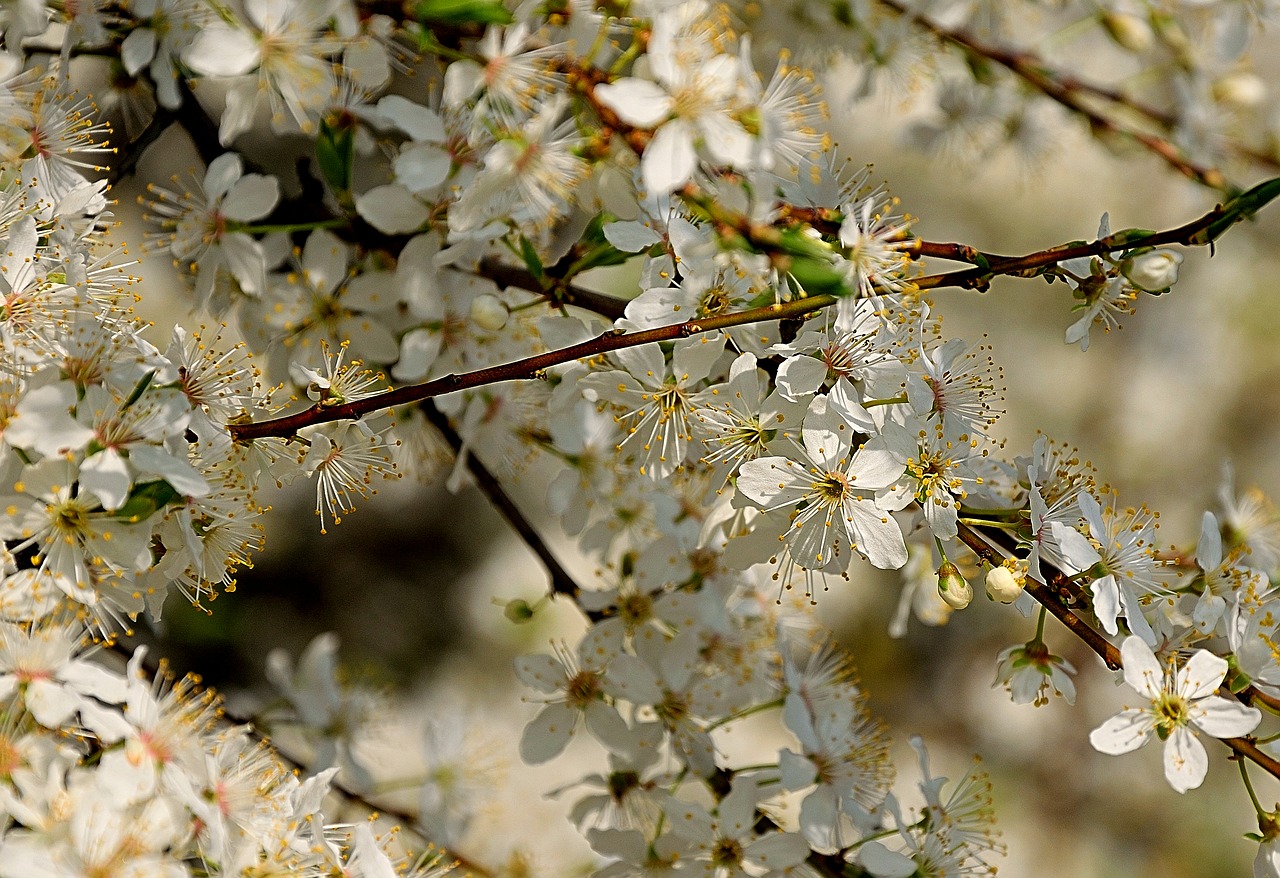 flowering bushes spring white flowers free photo