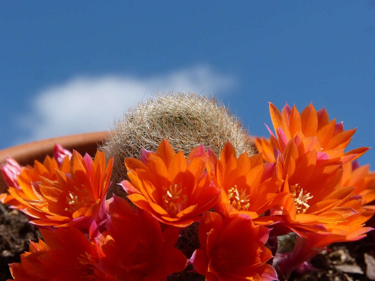 flowering cactus flower sky free photo