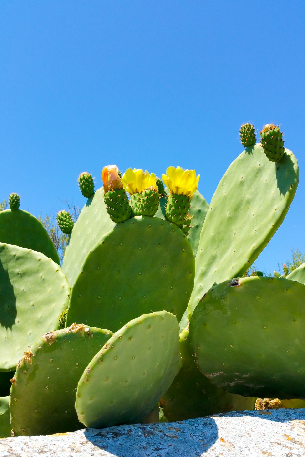 botany cactus closeup free photo