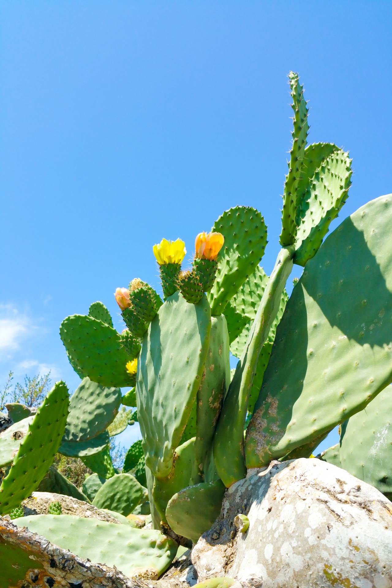 botany cactus closeup free photo