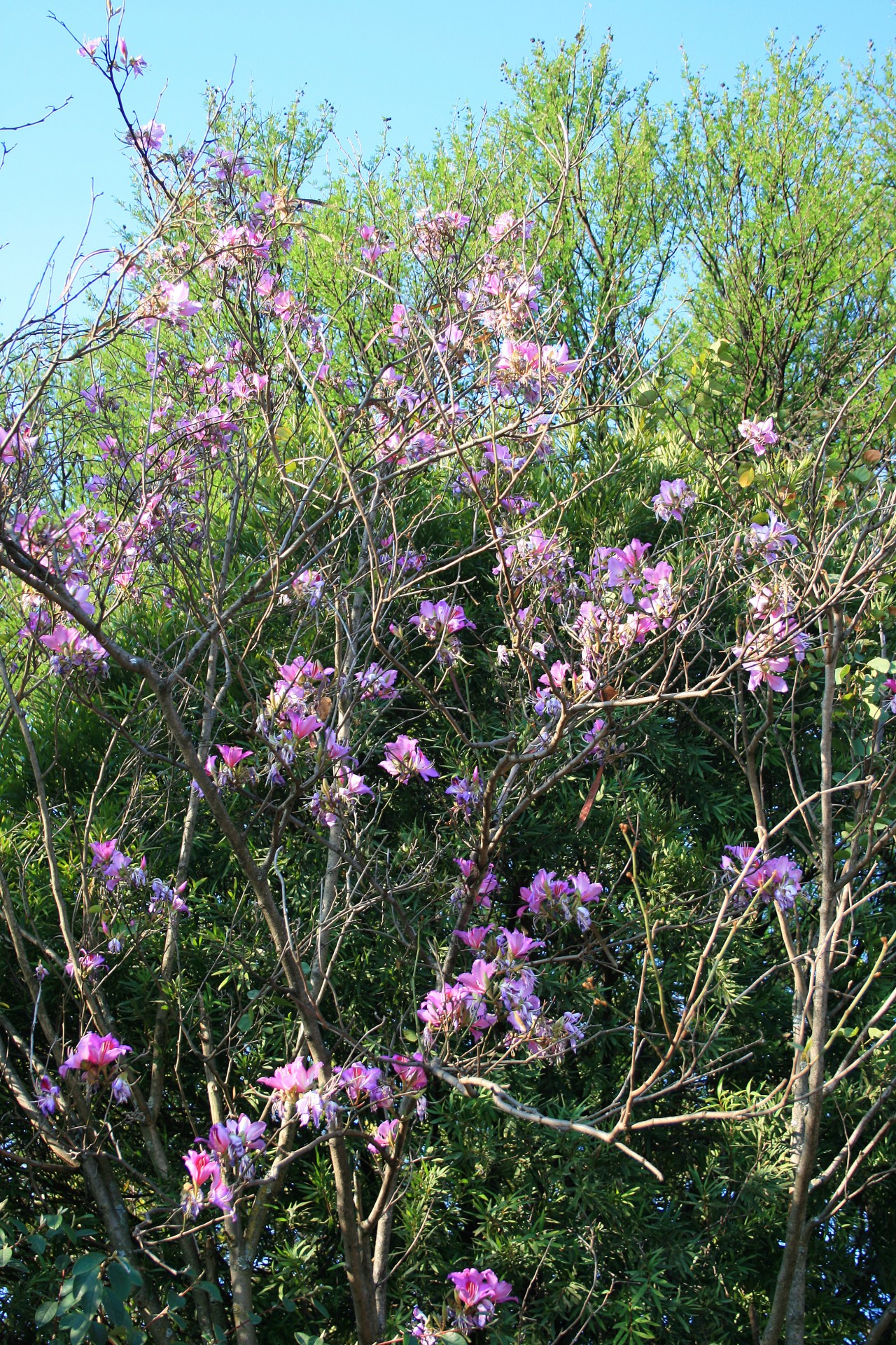 tree branches flowers free photo