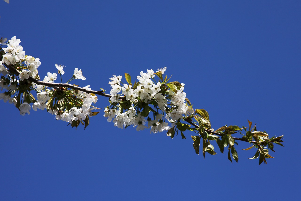 flowering cherries cherry blue sky free photo