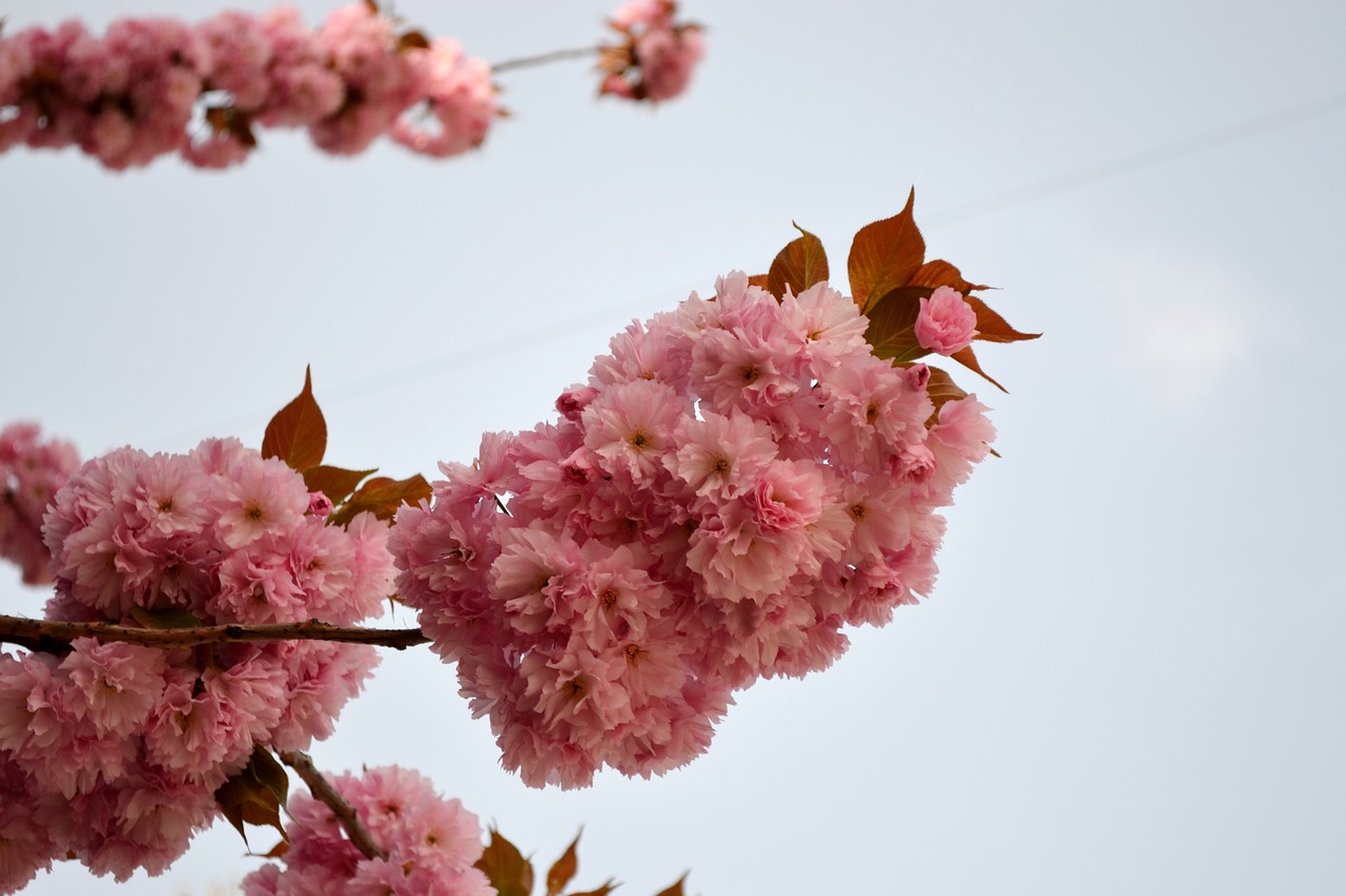 flowering cherry flower sakura free photo