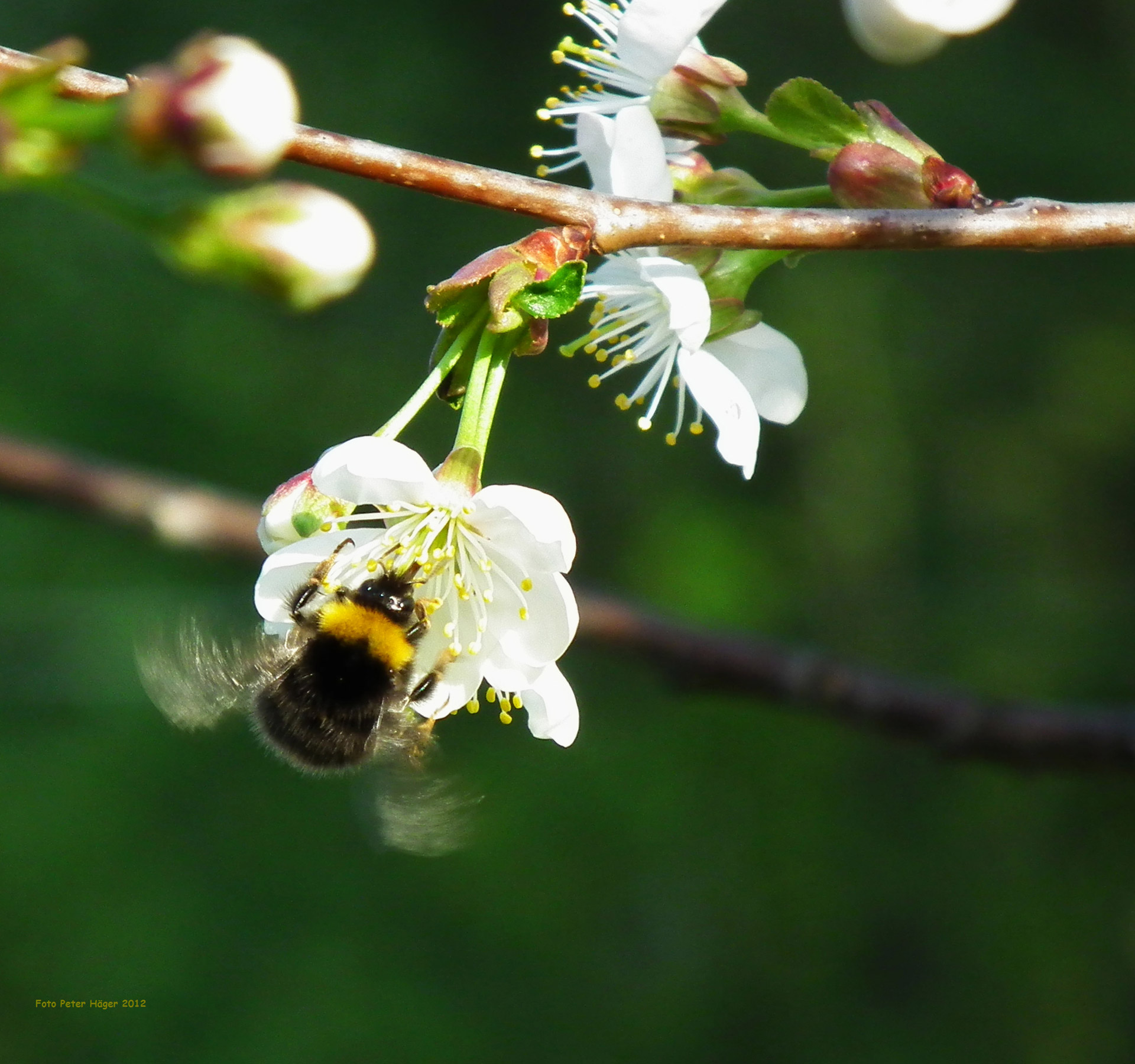 bumblebee cherry tree cherry blossom free photo