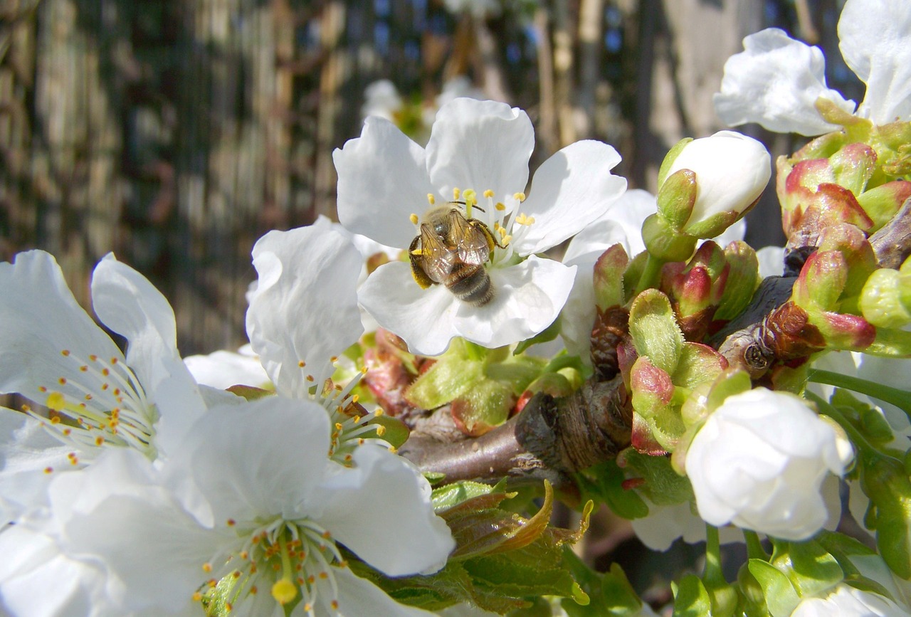 flowering cherry tree white flower spring free photo