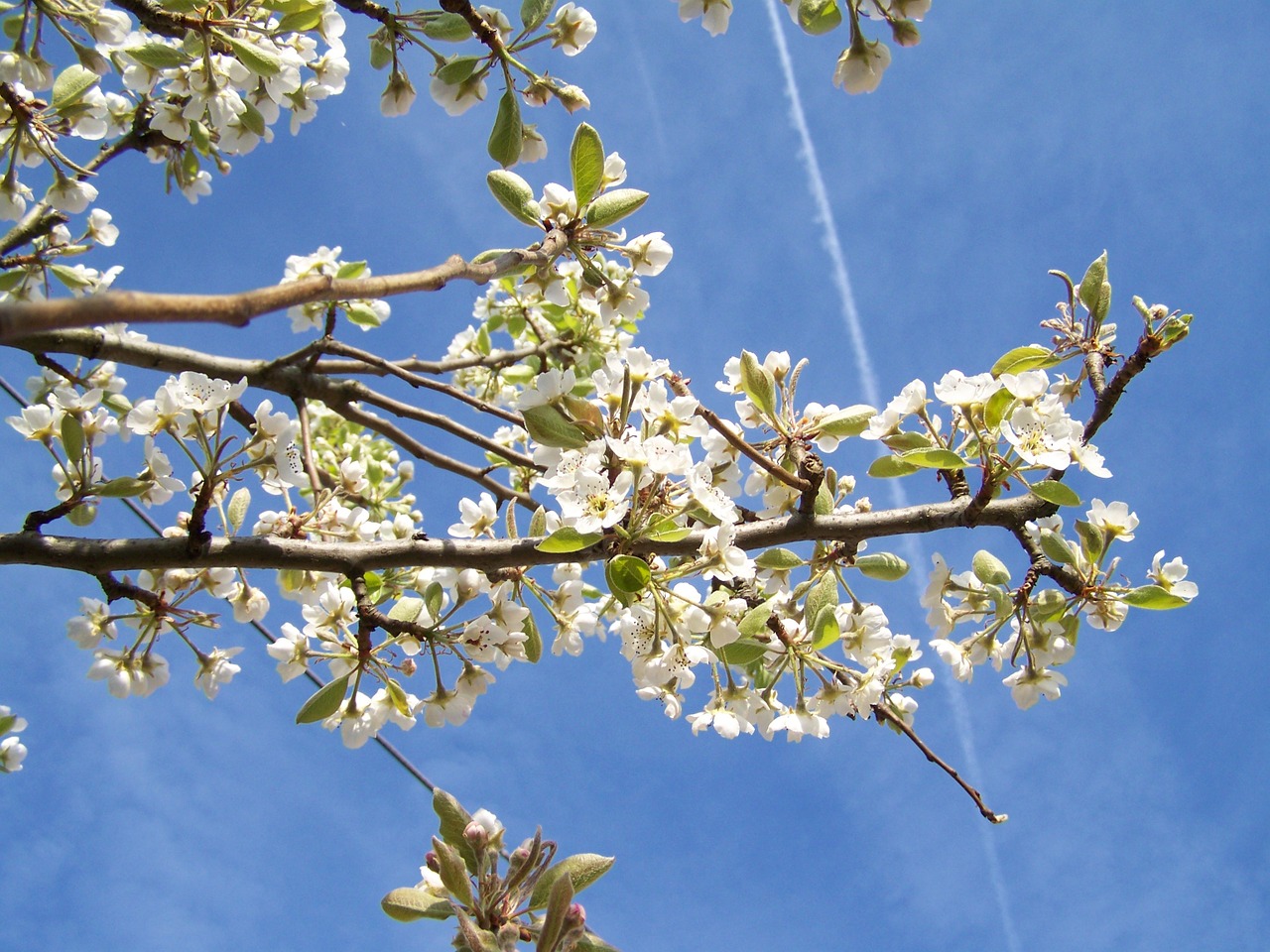 flowering cherry tree white flower spring free photo