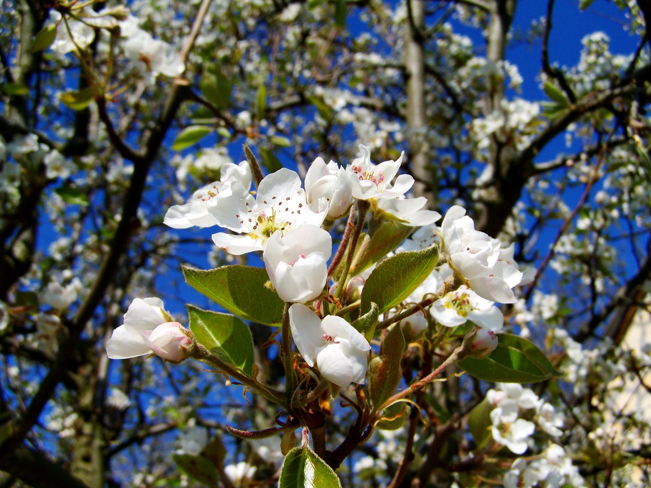 flowering cherry tree  spring  white flower free photo