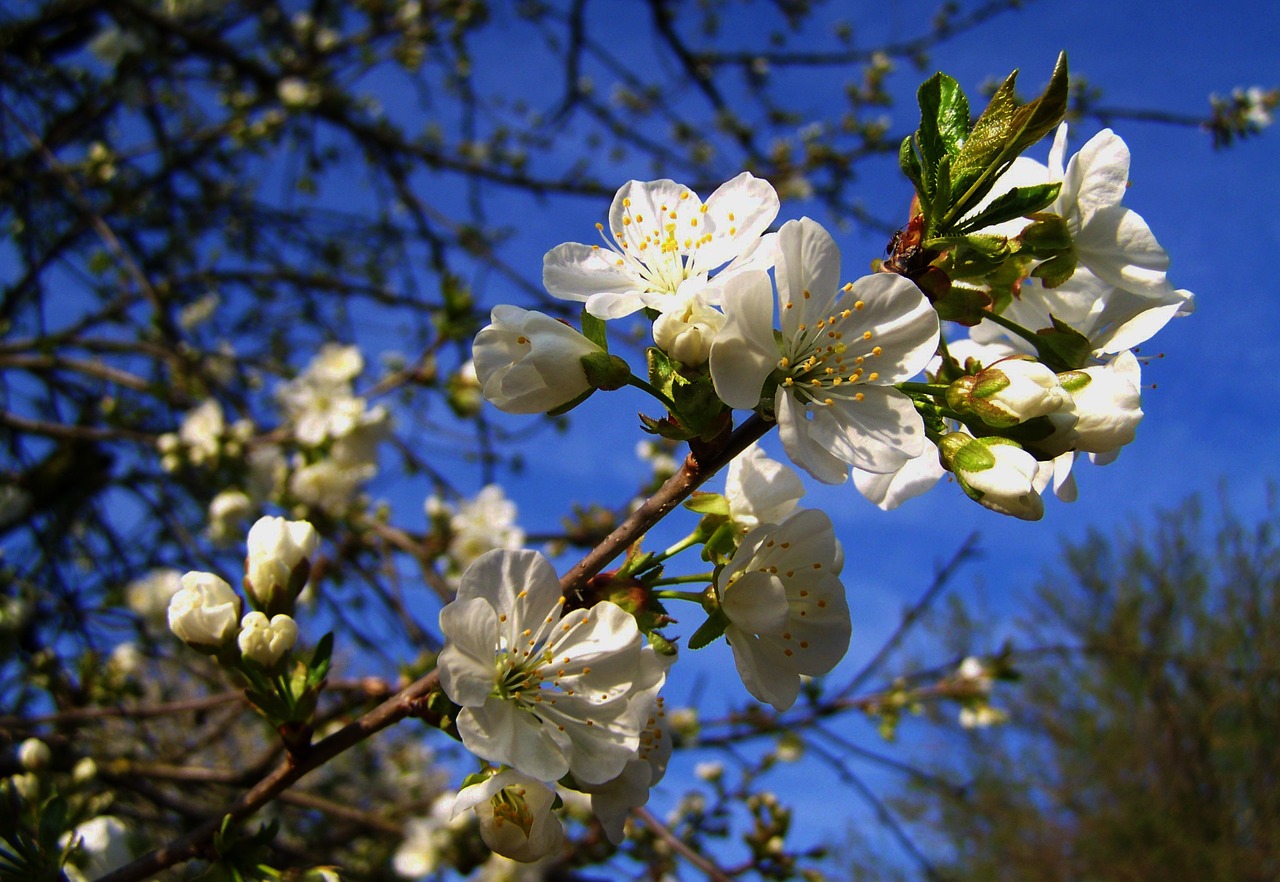flowering cherry tree blue sky spring free photo