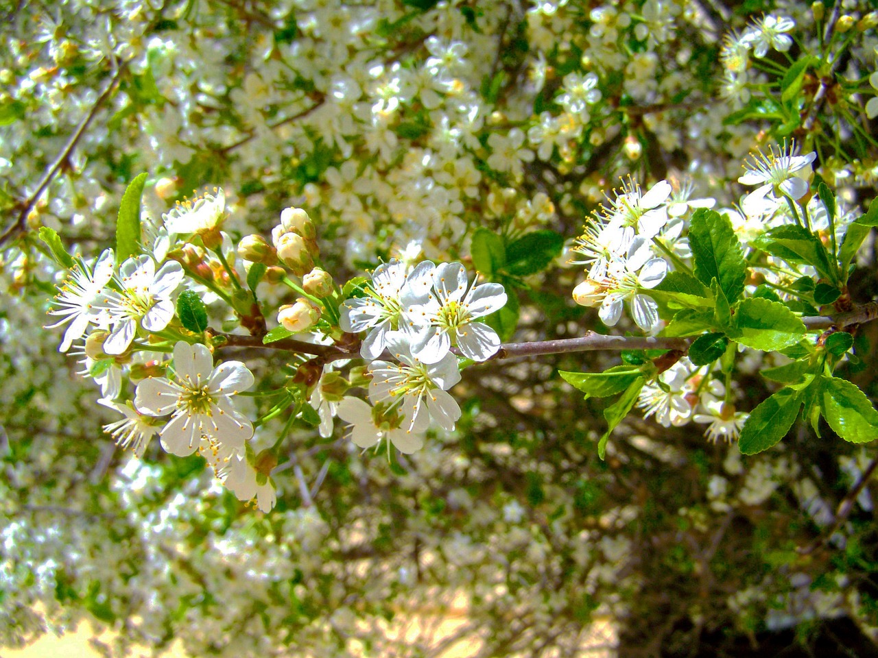 flowering cherry tree white flower spring free photo