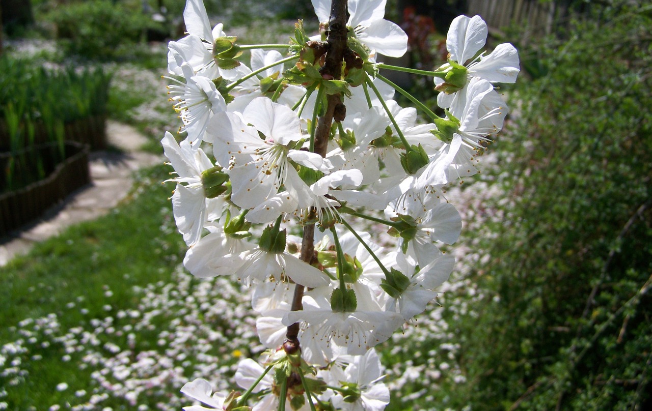 flowering cherry tree white flower spring free photo