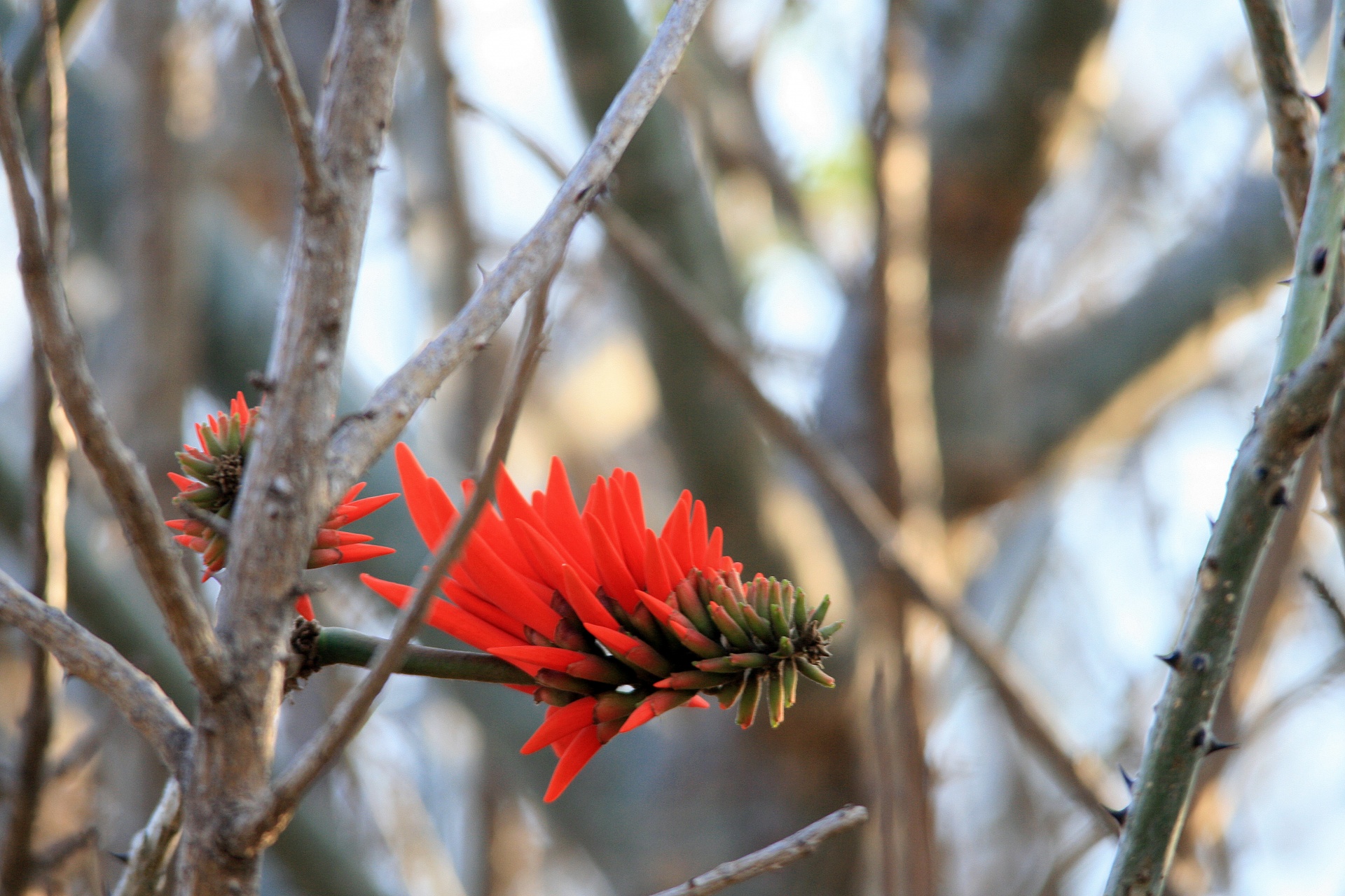 flower red flame tree free photo