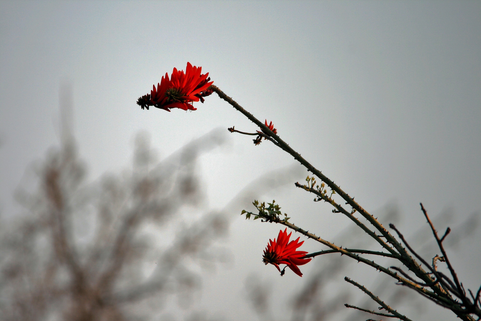 flower red flame tree free photo