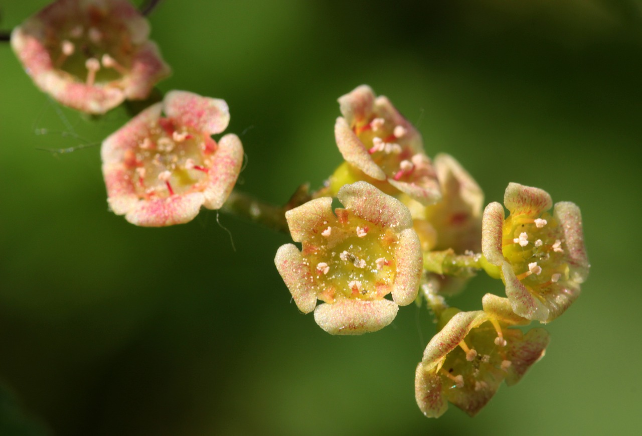 flowering currant small currants free photo