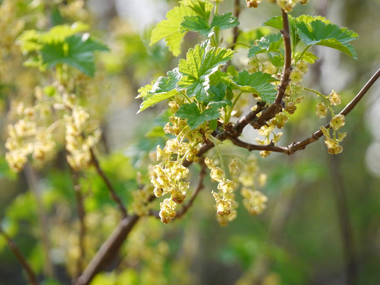 flowering currant currant blossom free photo