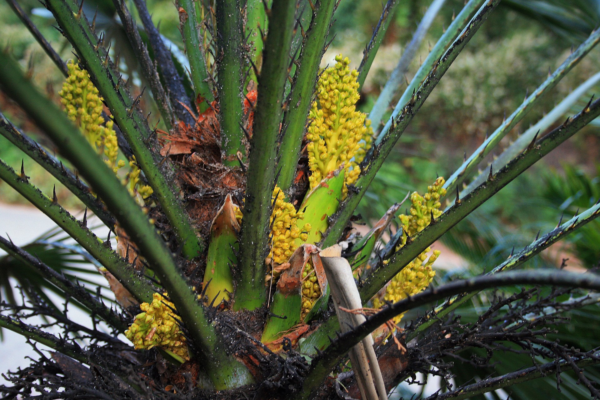 plant endangered protected free photo