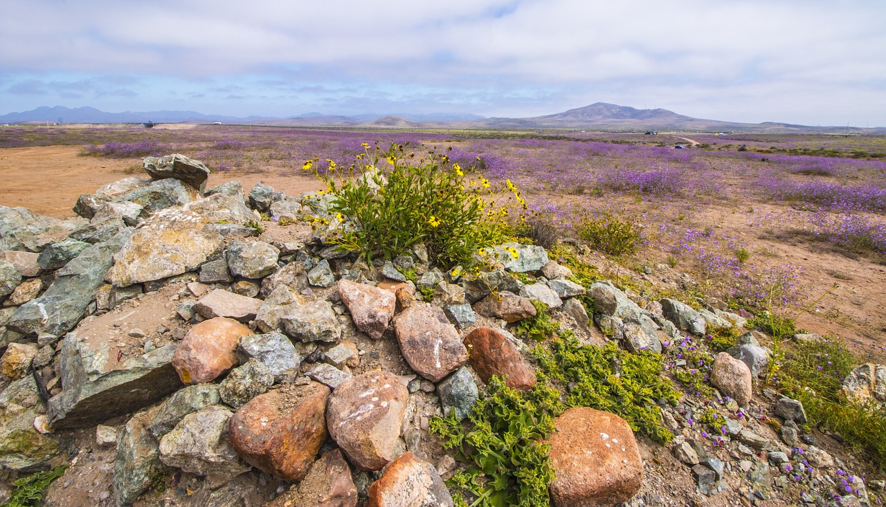 flowering desert rocks flowers free photo