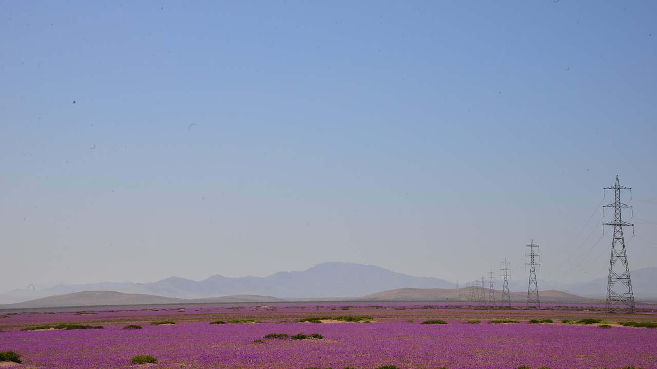 flowering desert sky electrical towers free photo