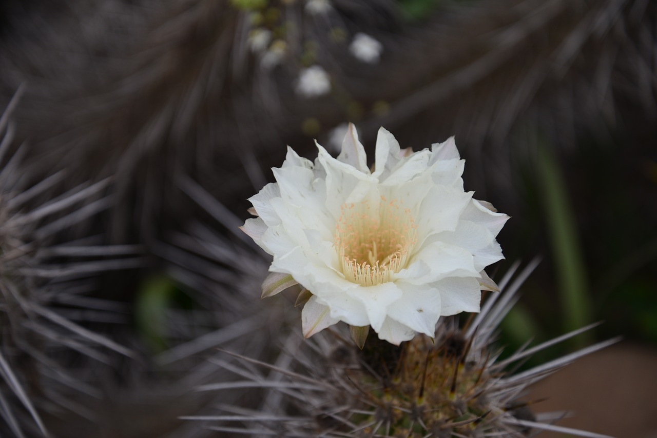 flowering desert cactus flowers free photo