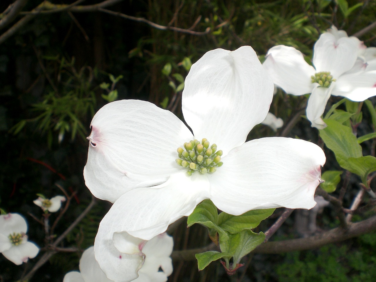 flowering dogwood dogwood cornus free photo