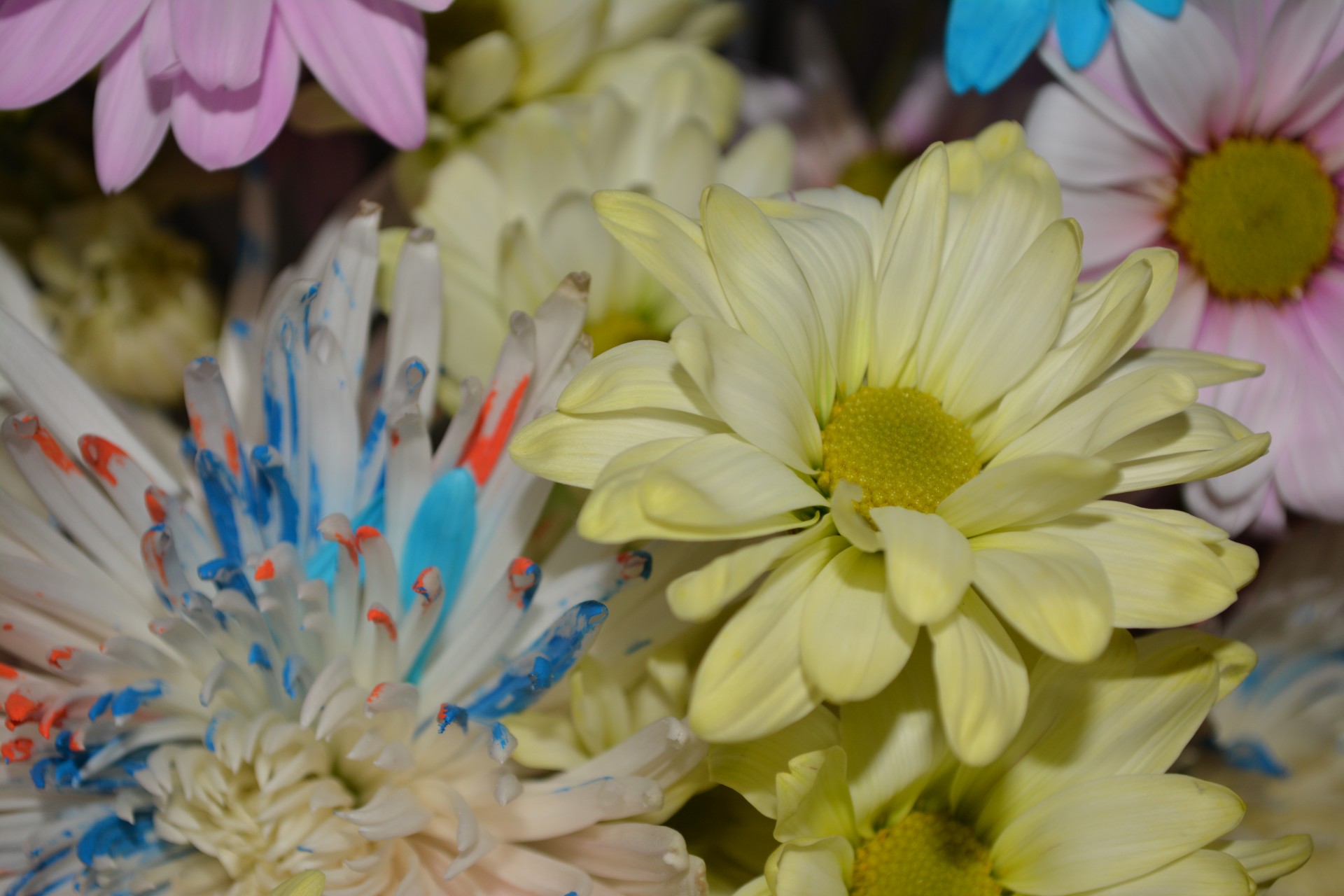 yellow daisies love free photo