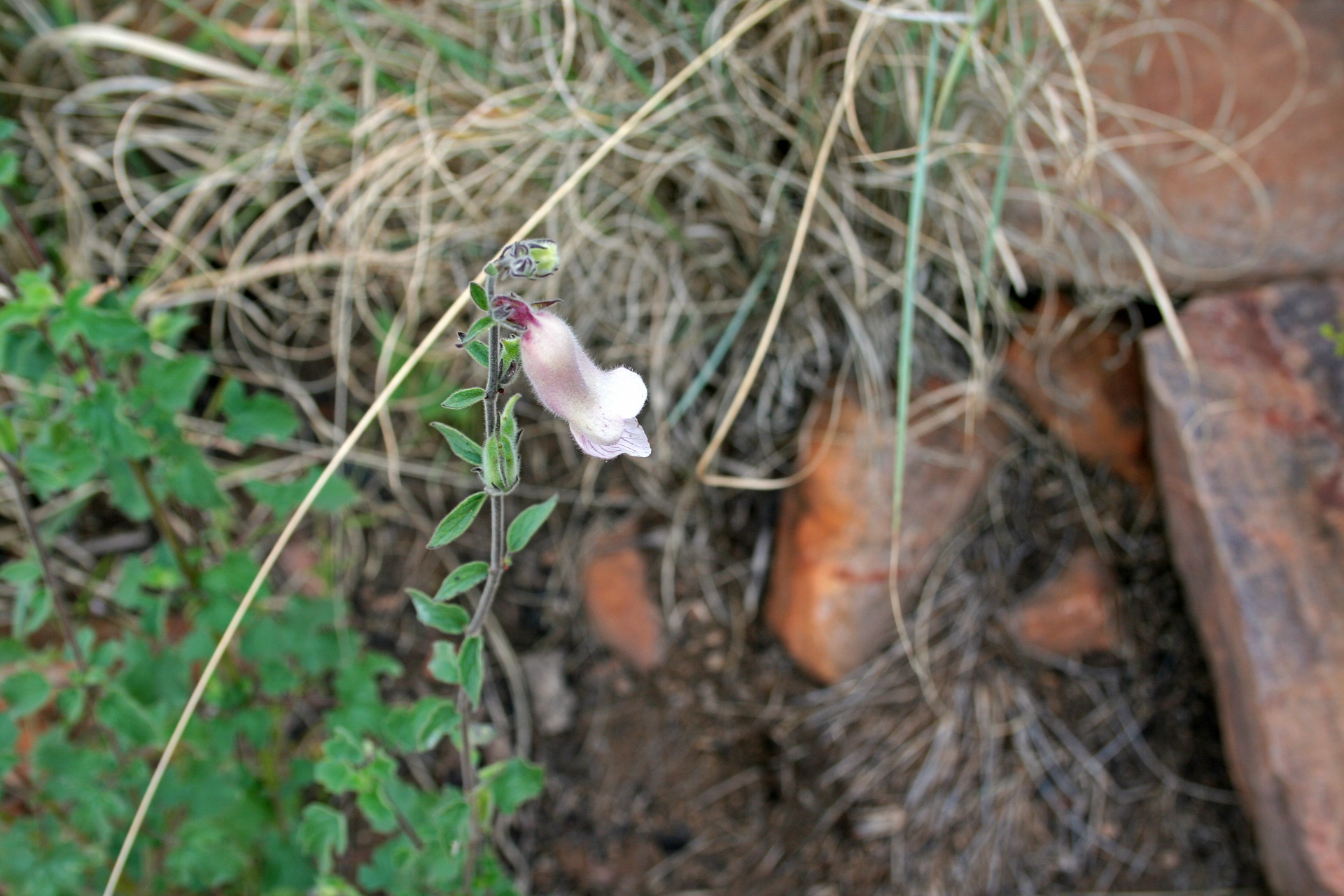 flower trumpet shaped foxglove free photo